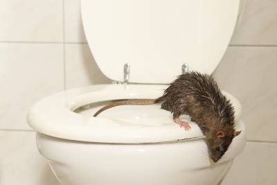 Rat remontant des égouts dans une habitation