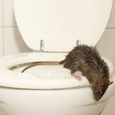Rat remontant des égouts dans une habitation
